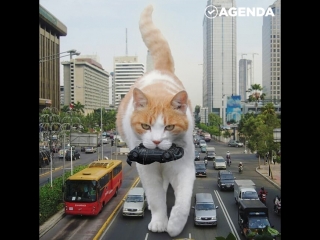 Котики-гиганты Котзиллы
