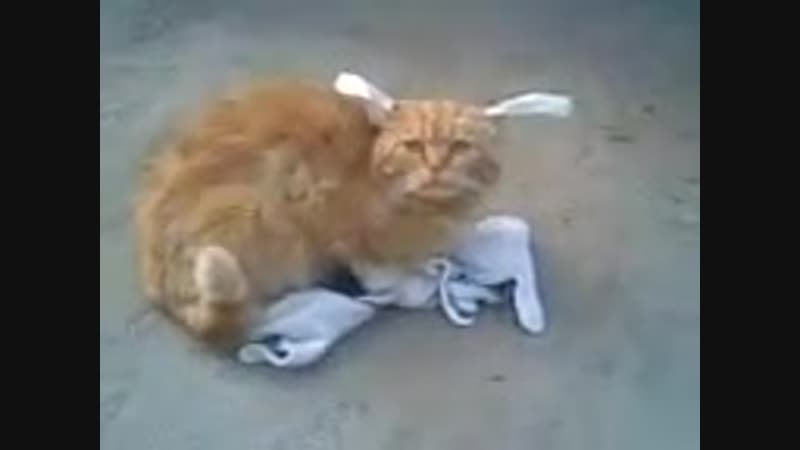 Shere.Khan - Рыжий кот в перчатках