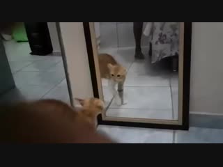 Жизнь котика к такому не готовила