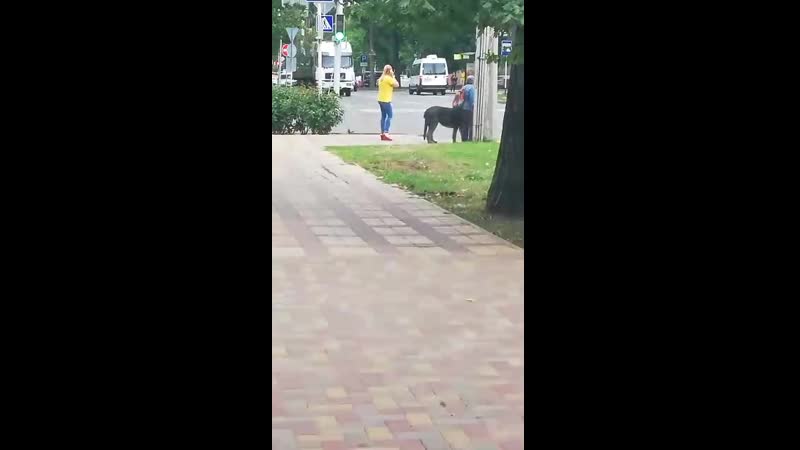 Огромный пёс-2