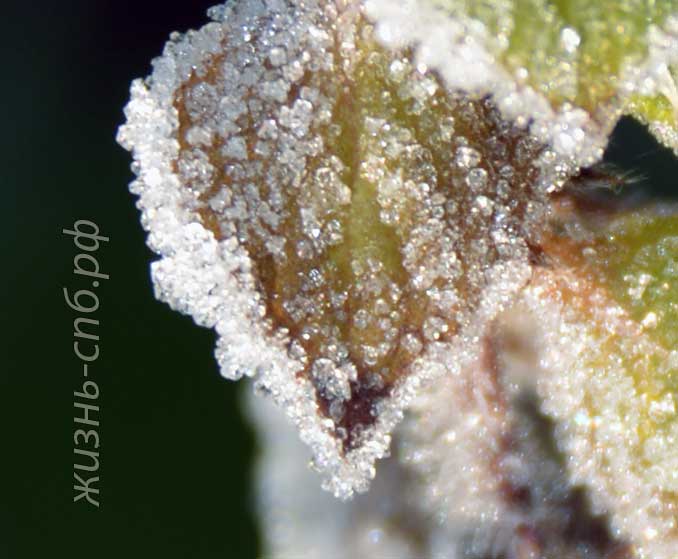 Красота ранней зимы или поздней осени Красота ранней зимы или поздней осени