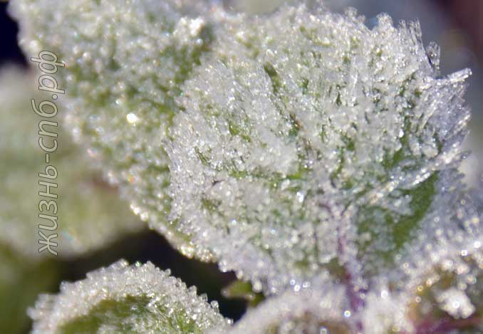 Красивые листья в инее Красивые листья в инее