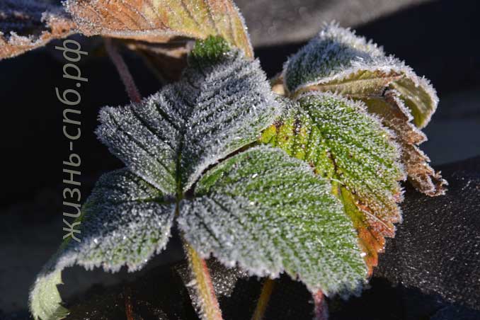 Лист садовой земляники на даче покрыт инеем поздней осенью Лист садовой земляники на даче покрыт инеем поздней осенью