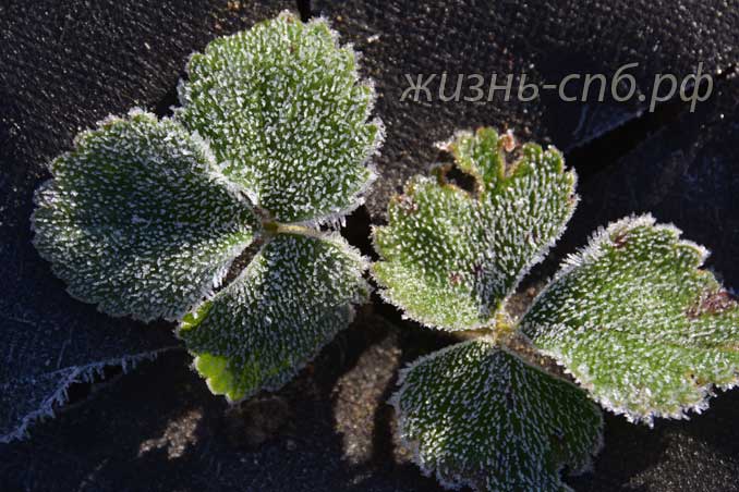 Клубника на осенеей грядке Клубника на осенеей грядке