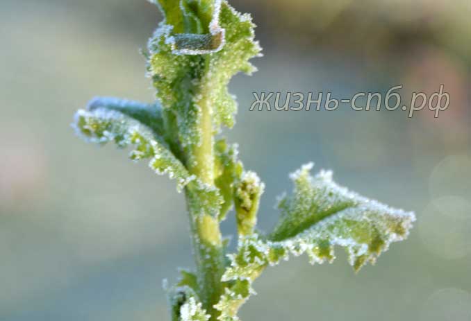 Горчица - сидерат на огороде осенью Горчица - сидерат на огороде осенью