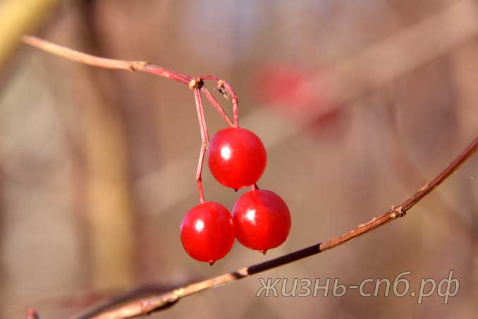 ягоды калины на кусте ягоды калины на кусте