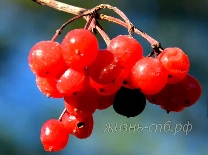 ягоды калины на кусте - зимняя красота на даче ягоды калины на кусте - зимняя красота на даче
