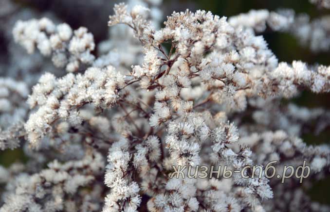 куст растения под снегом - красота природы куст растения под снегом - красота природы