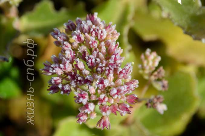 соцветия очитка под инеем соцветия очитка под инеем