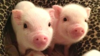 Micro Pigs 🔴 Cute and Funny Mini Pig Videos Compilation (2018) Mini Pigs Adorables Videos