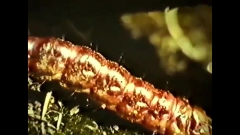 Экологические системы и их охрана