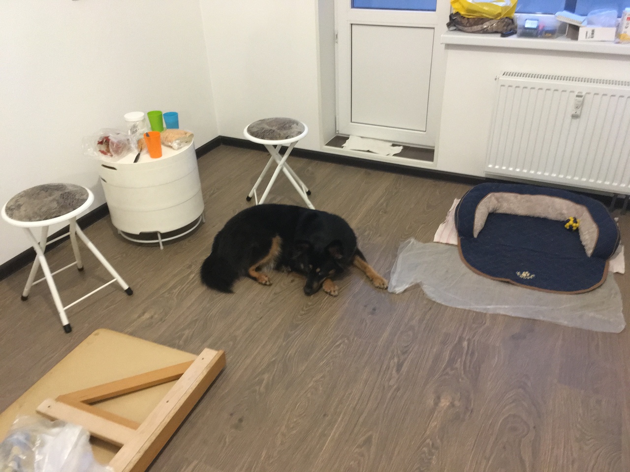 Кошки в нашей жизни. Кошки и все, что с ними связано.