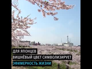 Цветение сакуры в Японии
