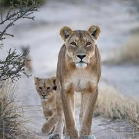 Таша Львова