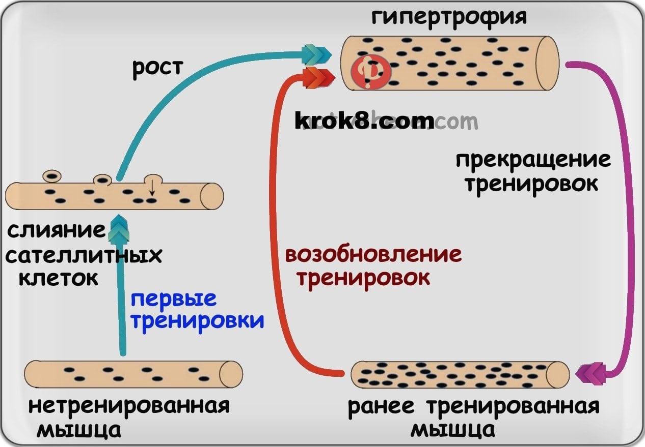 Мышцы нервные окончания. Мышечная память. Мышцы нервные окончания. Мышечная память.