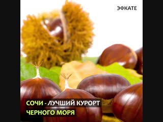 Каштан 🌰 - любимчик мастеров высокой 👩🍳кухни.