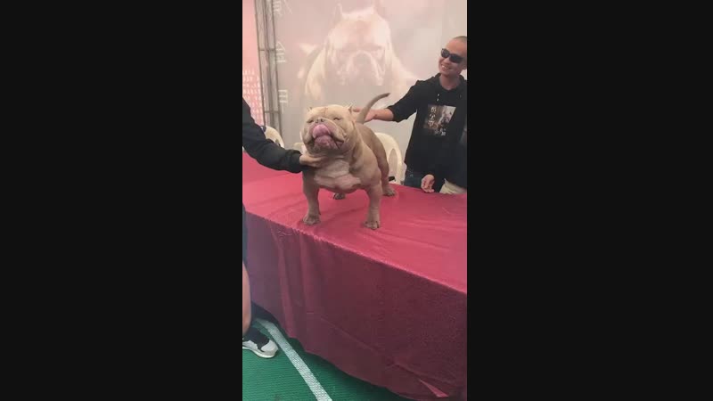 潮人帮恶霸犬舍.mp4