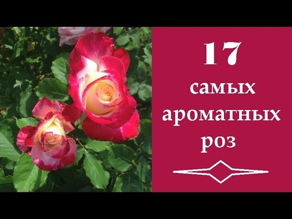 ❀ 17 самых ароматных роз
