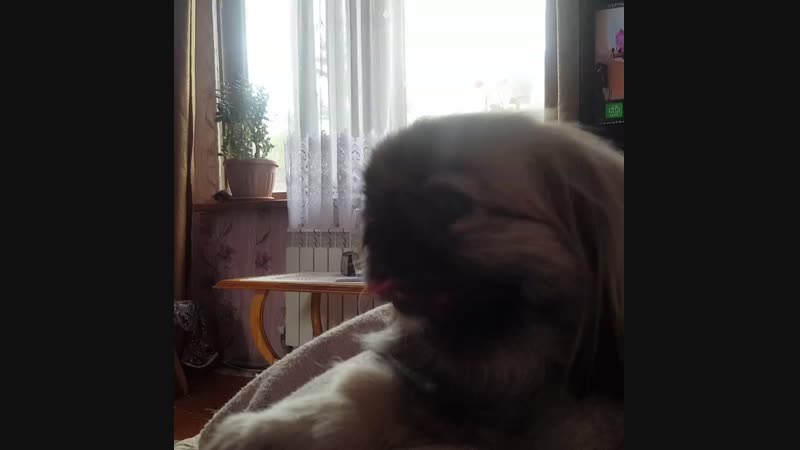 VID_20480911_170830_141.mp4