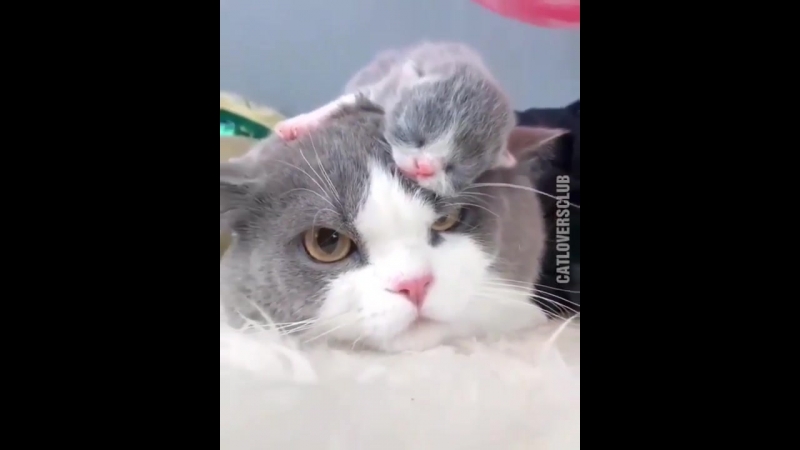 Котёнок спит у кошки на голове
