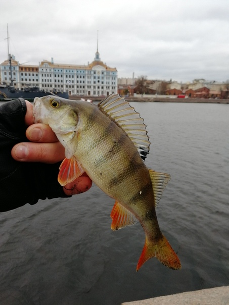 Рыбалка — Большая Невка, Санкт-Петербург, 59.956, 30.340