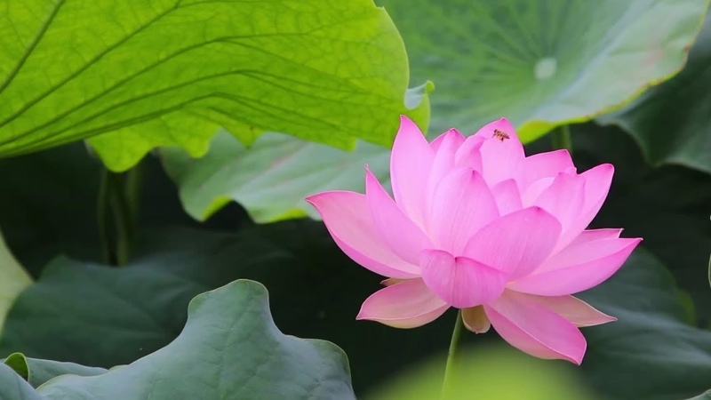 摘了些荷花,做一桌:荷花宴【滇西小哥】