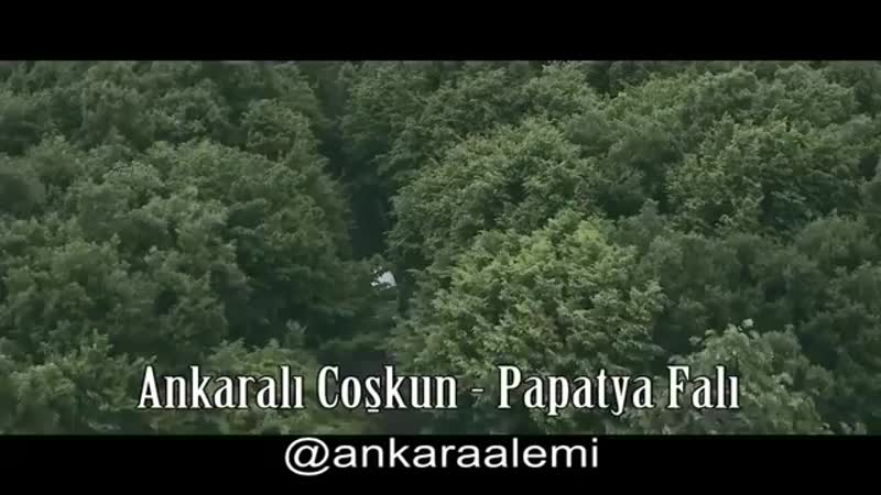 Papatya falı.mp4