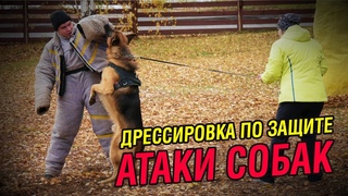 Дрессировка по защите | Красивые атаки собак
