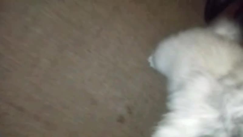 2019-03-24-10_36_29_994.mp4