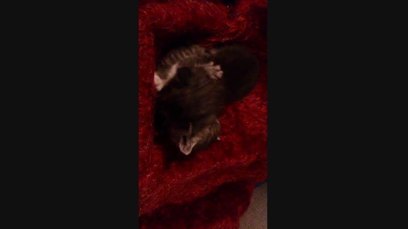котята