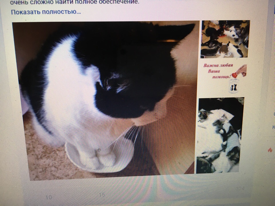 Кошки в нашей жизни. Кошки и все, что с ними связано.