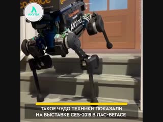 Собака-робот-почтальон | АКУЛА