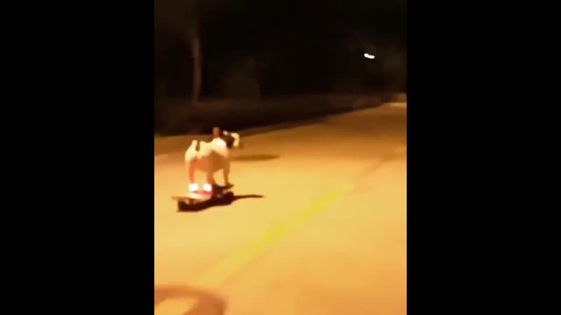 Пёсик флексит