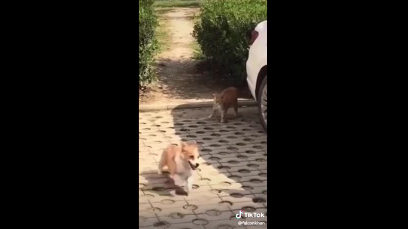 великий гончик