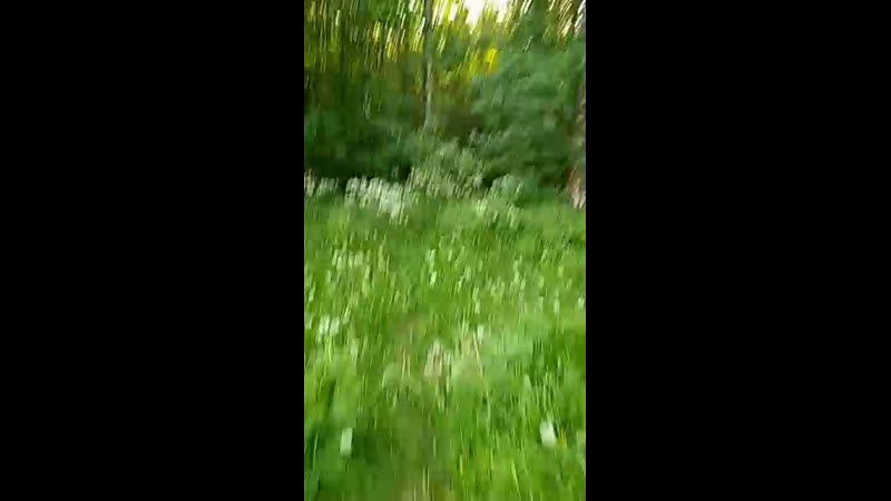 Утро в Сосновке...и бревно.