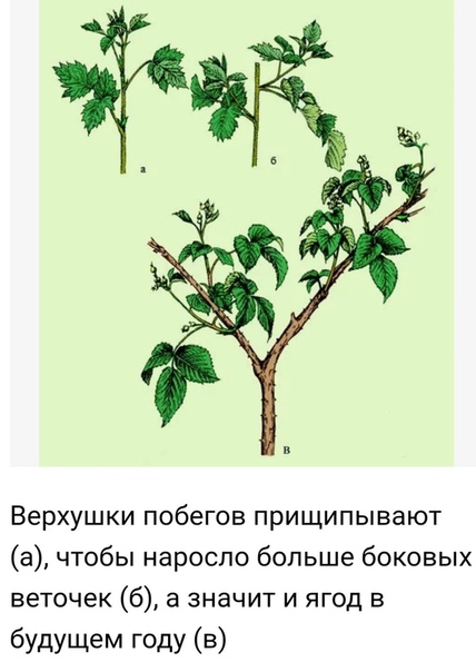 Зачем нужно обрезать ежевику в июле и как сделать это грамотно Ежевика, растёт так же, как малина, бывает обычной и ремонтантной, правила обрезки к ней применяют похожие. Только побеги у ежевики