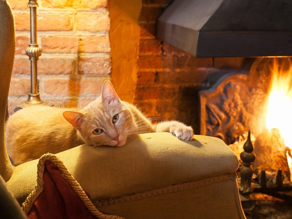 Кошки в нашей жизни. Кошки и все, что с ними связано.