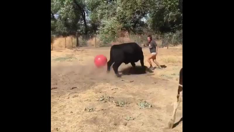 Playing fetch with cows🐄