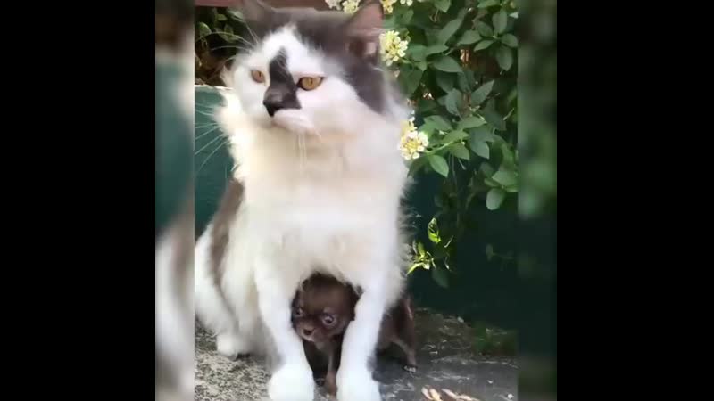 Ура! Мне купили собаку