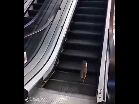 Кот на эскалаторе 🤣🤣🤣😂😂🤣🤣