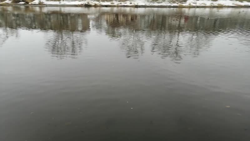Утинные истории ч2