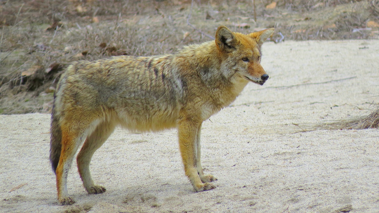 Ударим автопробегом по дикому западу! USA 2019 7-25 марта.