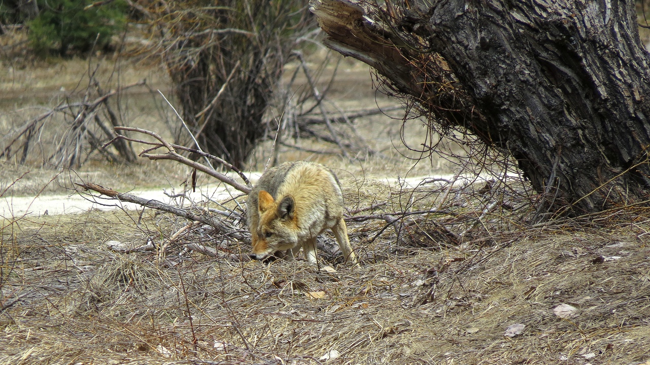 Ударим автопробегом по дикому западу! USA 2019 7-25 марта.