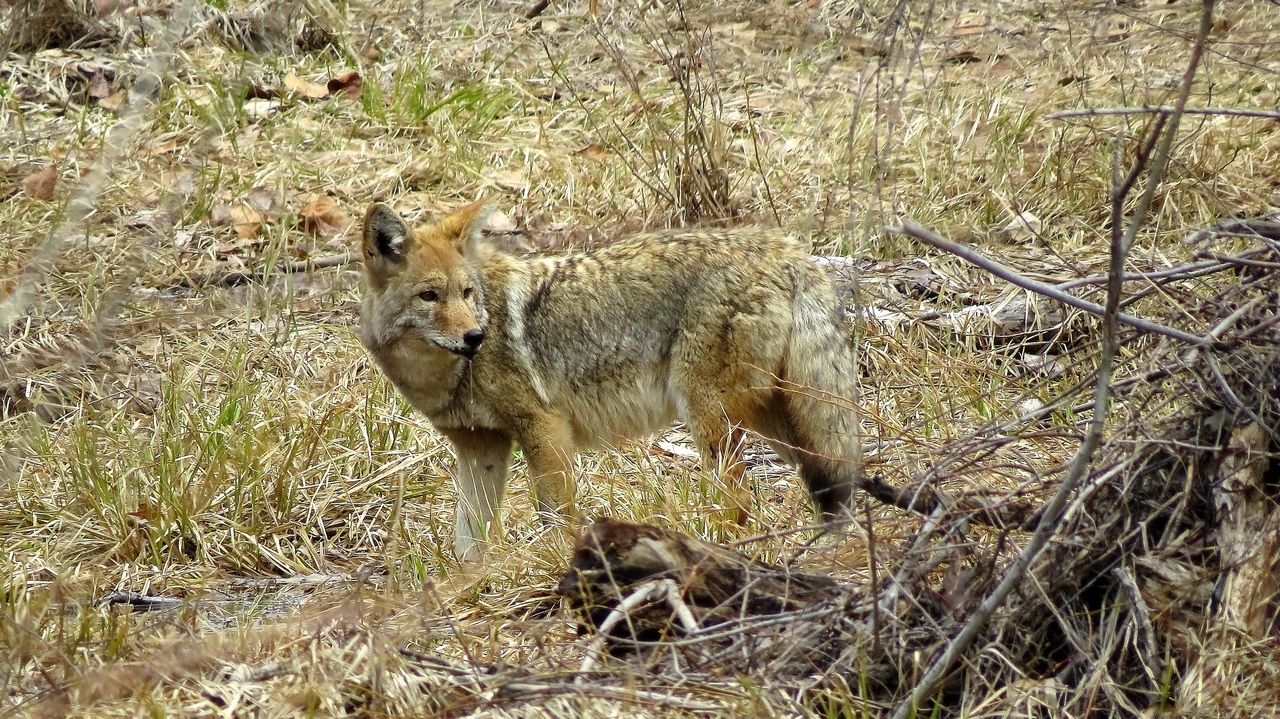 Ударим автопробегом по дикому западу! USA 2019 7-25 марта.