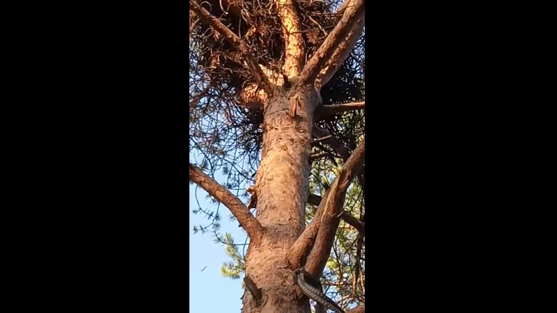VID_20190524_194224.mp4