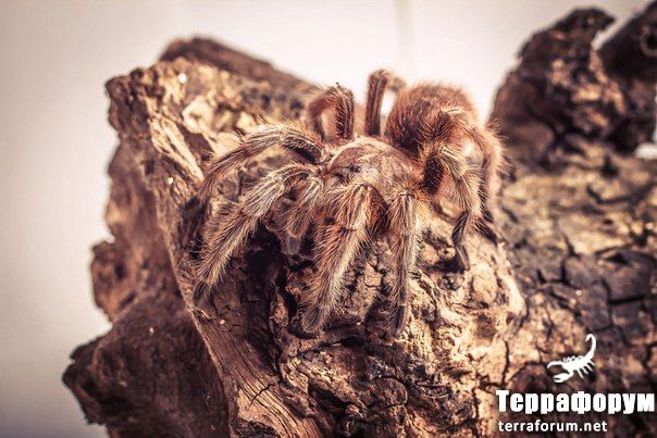 Grammostola rosea red