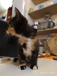 Передержка для бездомных кошек в Санкт-Петербурге и Ленинградской области - НАДЕЖДА