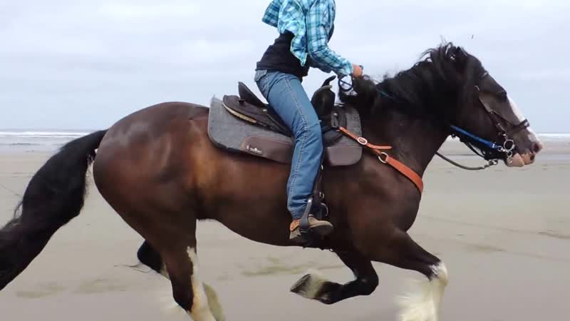 Drum Horse Smokey Beach Gallop 2