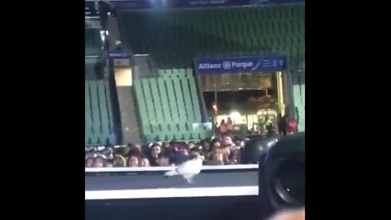 месье голубь - 8й участник бтс