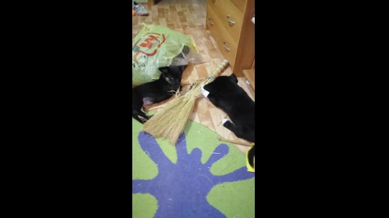 VID_20190311_201307.mp4